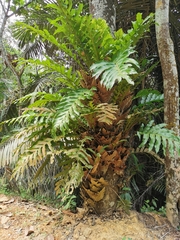 Drynaria quercifolia