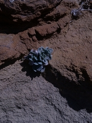 Physaria didymocarpa