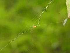 Argyrodes flavescens