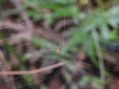 Argyrodes flavescens