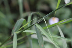 Capillipedium parviflorum