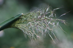 Capillipedium parviflorum