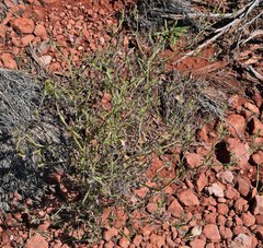 Cordylanthus wrightii