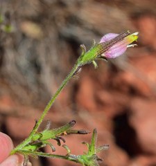 Cordylanthus wrightii