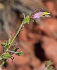 Cordylanthus wrightii