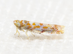 Dikrella maculata