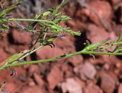 Cordylanthus wrightii
