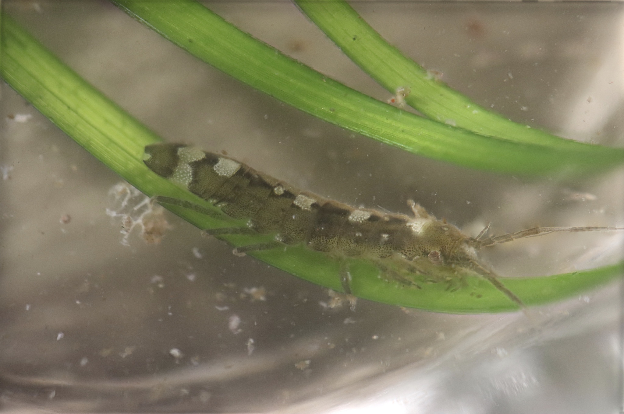 Spécimens Entomologie Cetoniidae Chalcathea Neglecta (2 Mâles) Indonésie