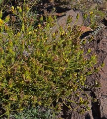 Cordylanthus wrightii