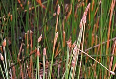 Eleocharis elegans