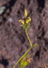 Cordylanthus wrightii