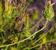 Cordylanthus wrightii