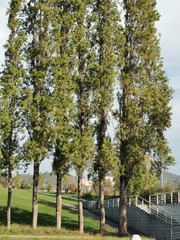 Populus