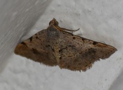 Frederickia subterminata