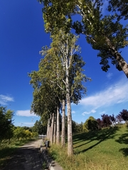 Populus