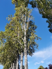 Populus