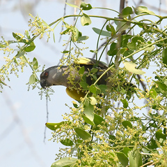Poicephalus rueppellii