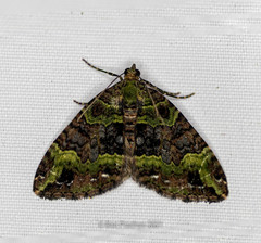 Xanthorhoe griseiviridis