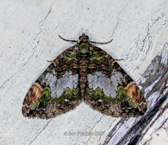 Xanthorhoe griseiviridis