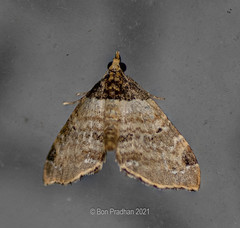 Perizoma lacernigera