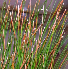 Eleocharis elegans