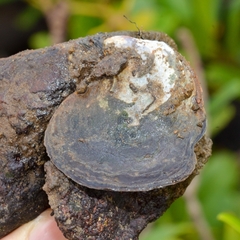 Isognomon isognomum