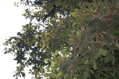 Meliosma grandifolia