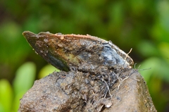 Isognomon isognomum