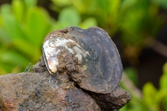 Isognomon isognomum