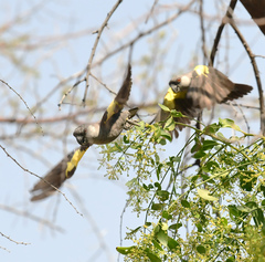 Poicephalus rueppellii
