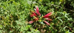 Alstroemeria psittacina