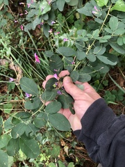 Lespedeza thunbergii