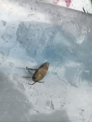 Nepomorpha