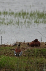 Callonetta leucophrys