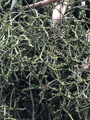 Rhipsalis grandiflora