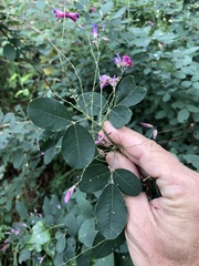 Lespedeza thunbergii