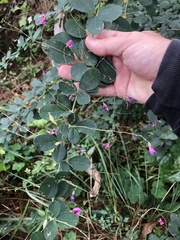 Lespedeza thunbergii