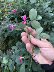Lespedeza thunbergii