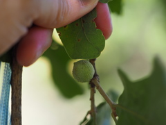 Disholcaspis quercusglobulus