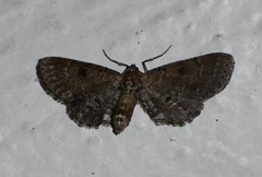Tornos punctata