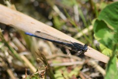 Pseudagrion draconis