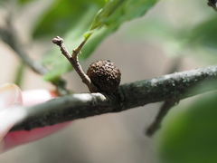 Disholcaspis quercusglobulus