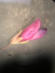 Lespedeza thunbergii