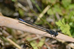 Pseudagrion draconis