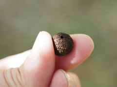 Disholcaspis quercusglobulus