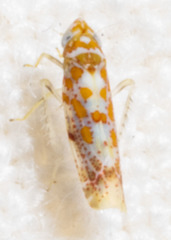 Dikrella maculata