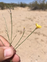 Linum aristatum
