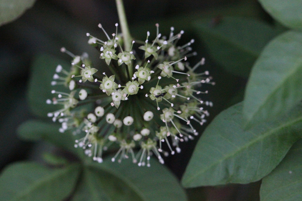 Eleutherococcus trifoliatus (Eleutherococcus trifoliatus)