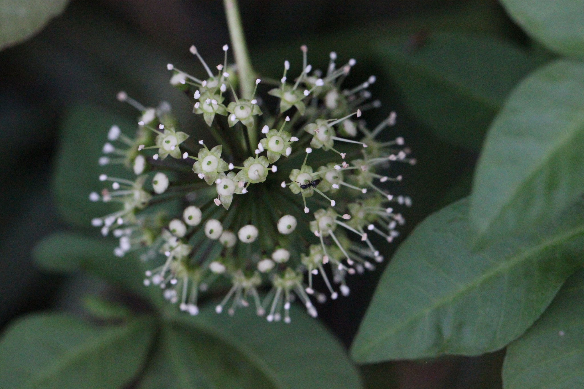 Eleutherococcus trifoliatus
