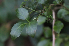 Eleutherococcus trifoliatus